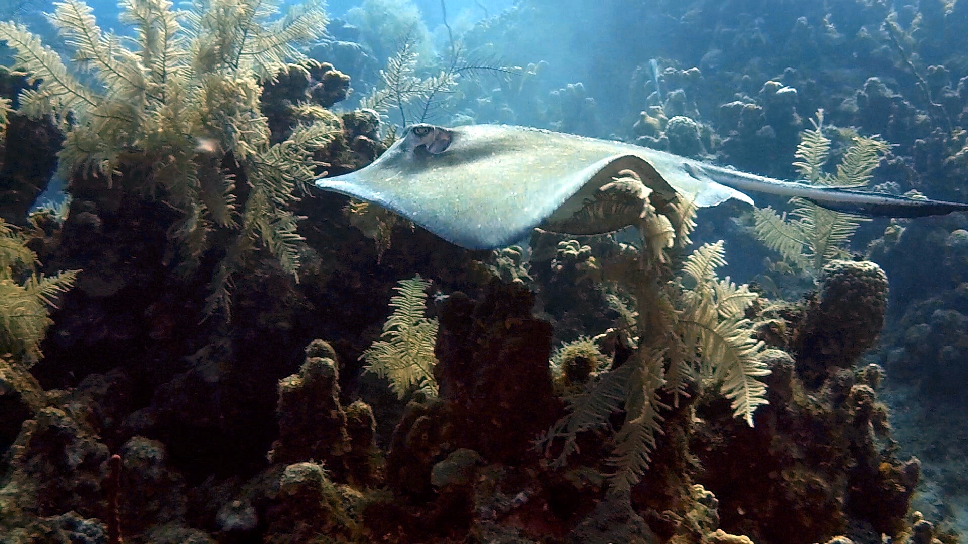 Random SCUBA Photo