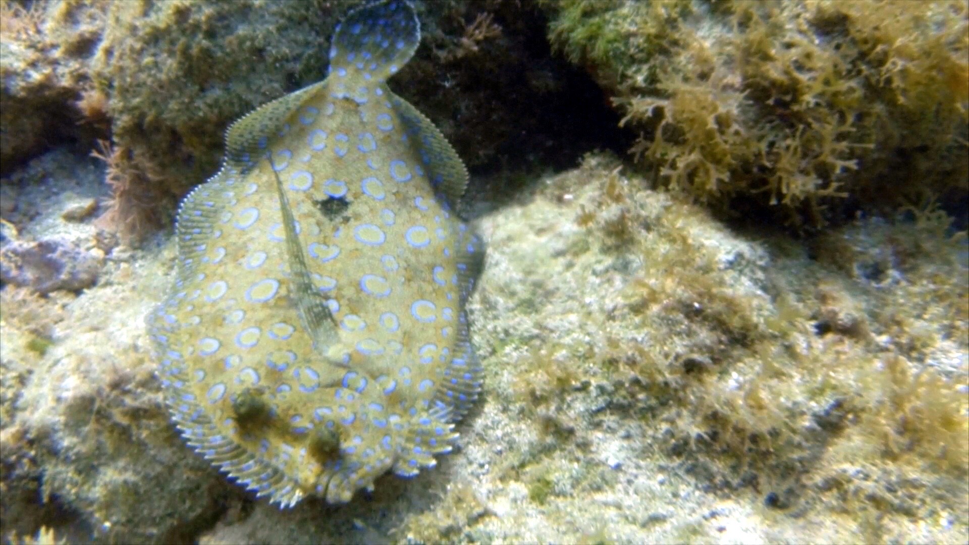 Random SCUBA Photo