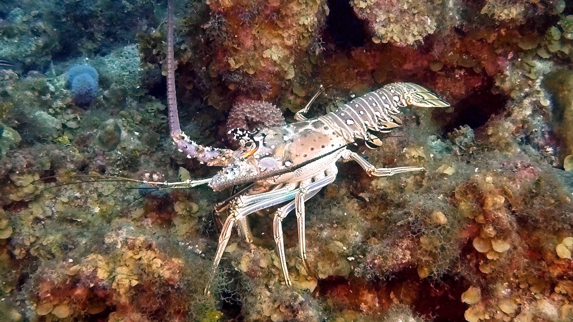 Random SCUBA Photo